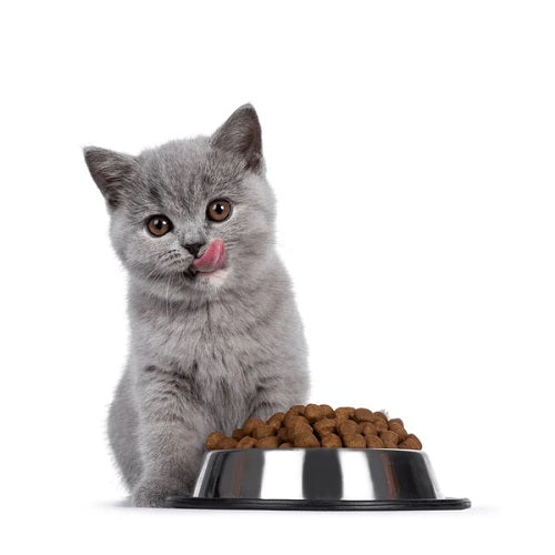 Alimentos para Gato