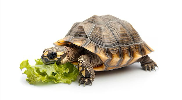 Alimentos para Reptiles