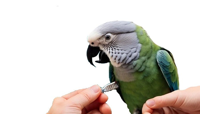 Salud e Higiene para Aves