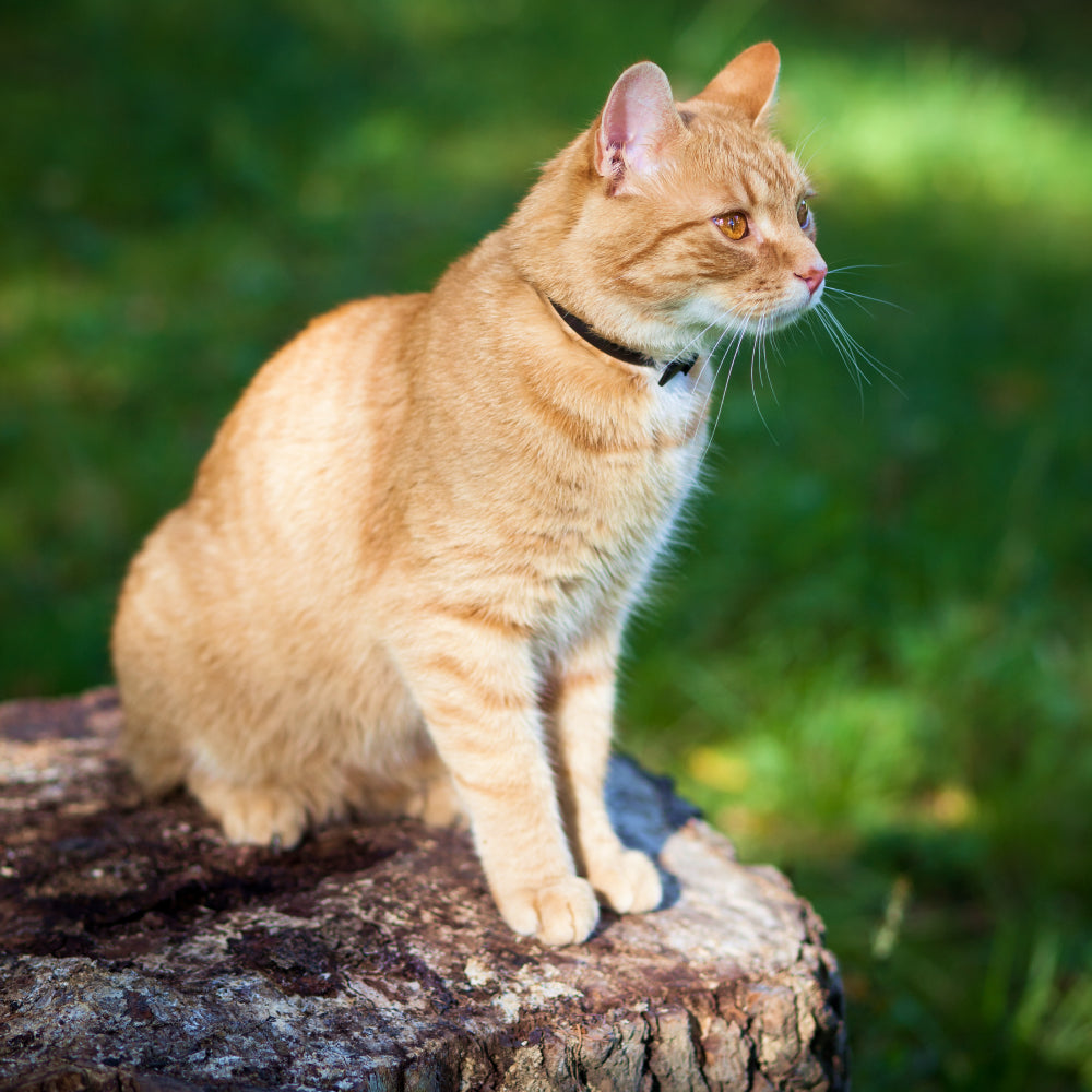 Hills Pd Feline Z/D 1.81 Kg * – MELO Pet´s Market