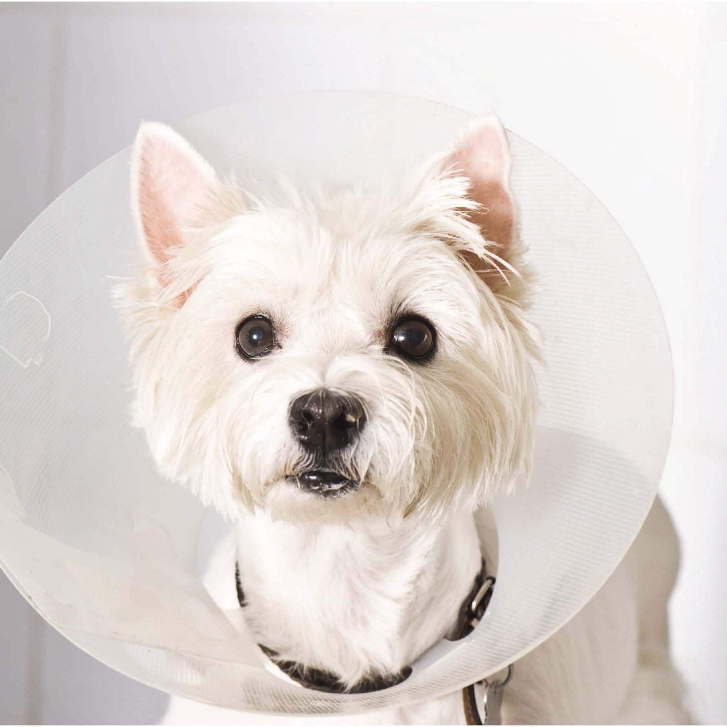 Collar Isabelino Perro 15 Cm  (Kruuse)