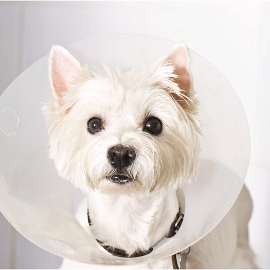Collar Isabelino Perro 15 Cm  (Kruuse)