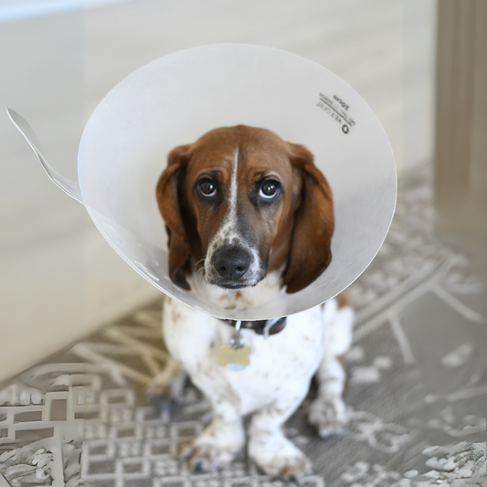 Collar Isabelino Perro 20Cm (Krusse)