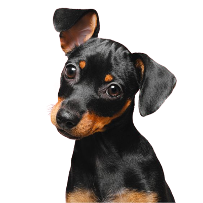 MELO Pet´s Market